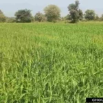 Wheat Farming