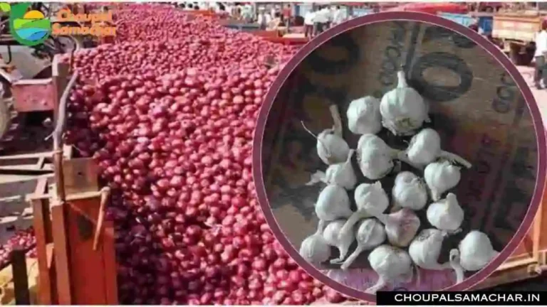 Garlic Onion Mandi Price