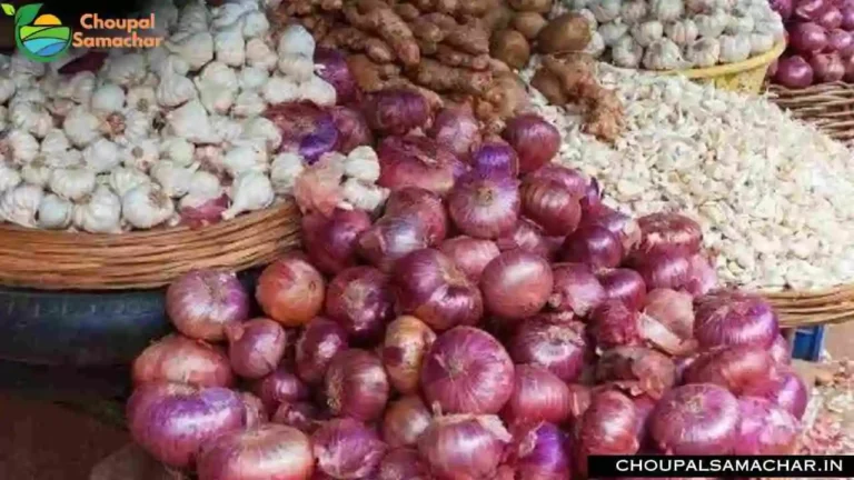 Mandi Commodities Price