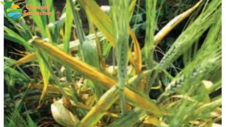 Wheat Cultivation