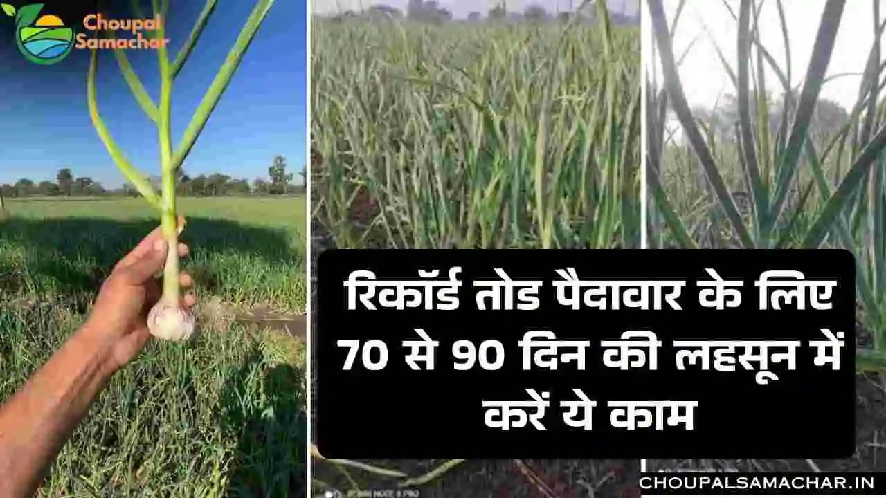Garlic Farming