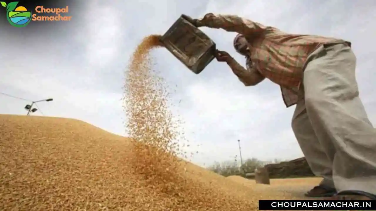 Wheat Procurement 2025