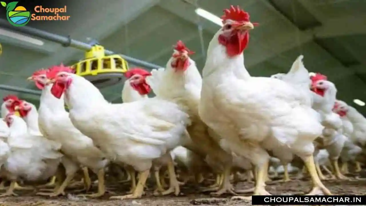 Poultry Farming