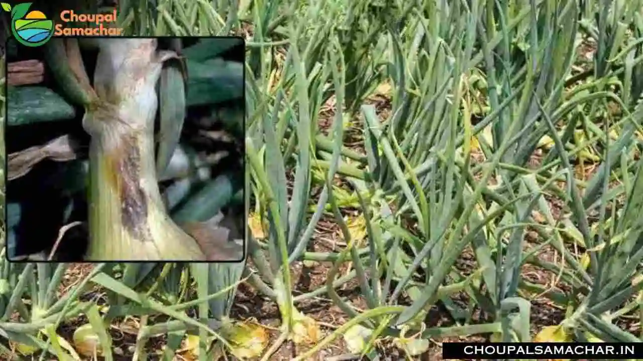 Onion Disease