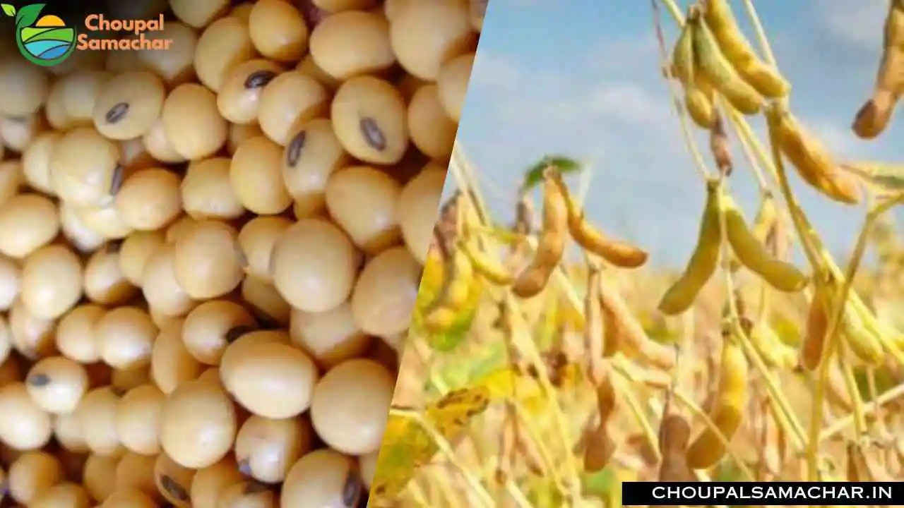 Soybean Commodity Price