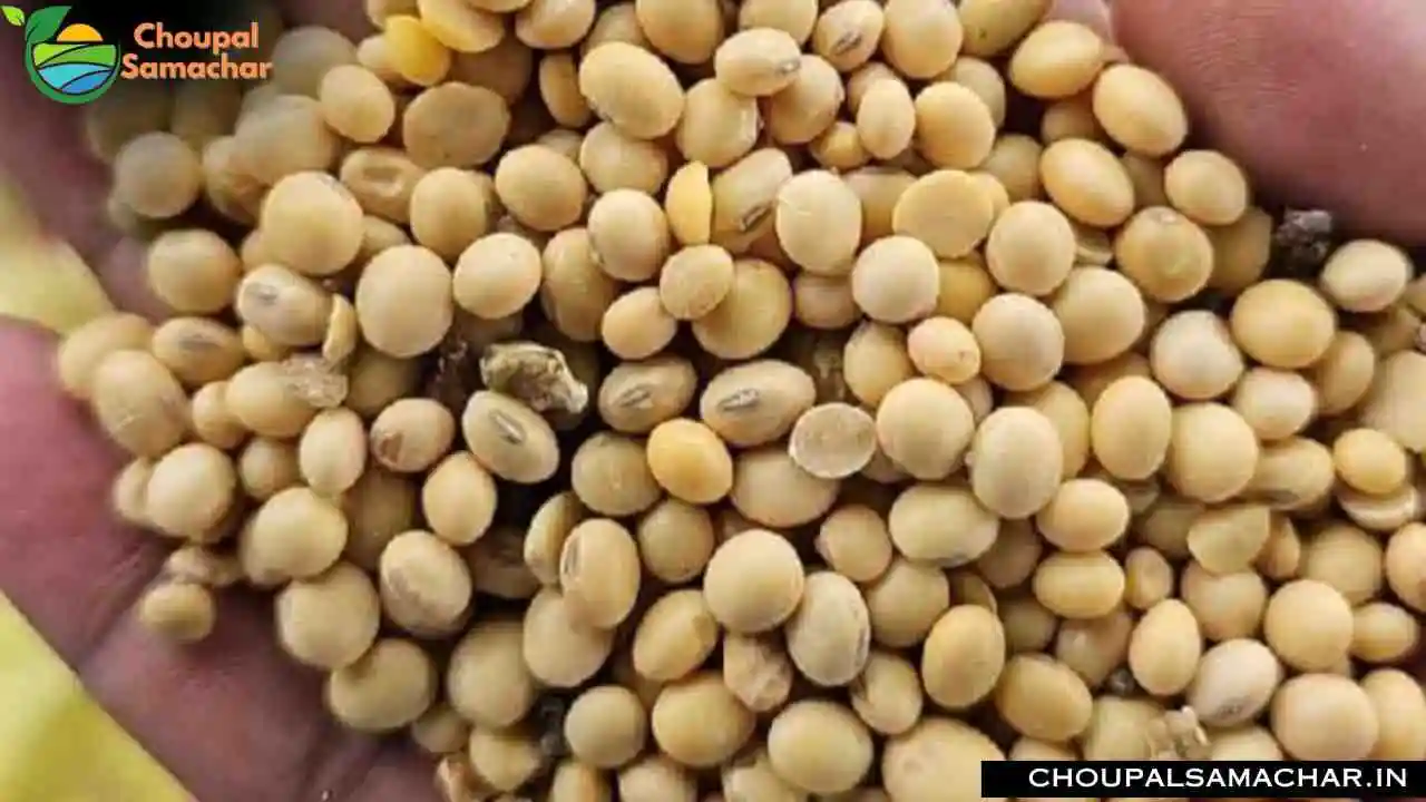 Soyabean Plant Price