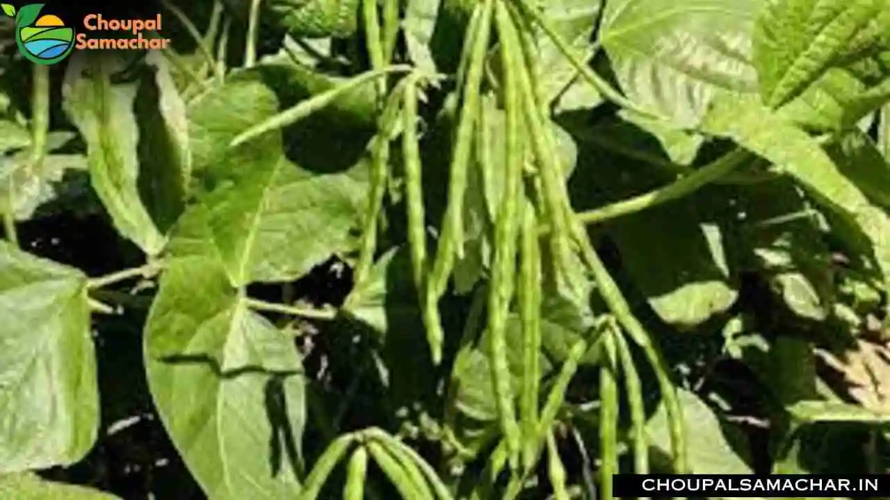 Mung Bean Farming