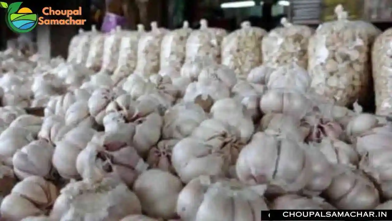 Onion Garlic Price