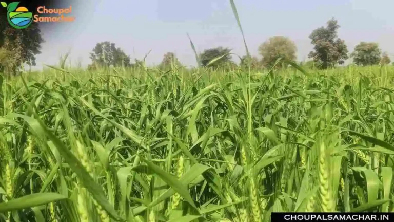 Weather Effect On Wheat