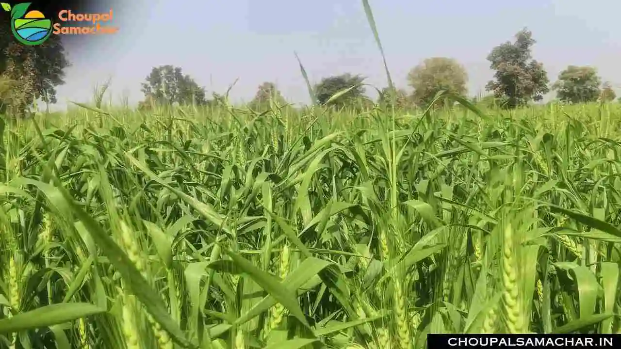 Weather Effect On Wheat