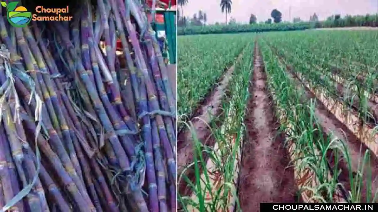 Sugarcane Top Varieties