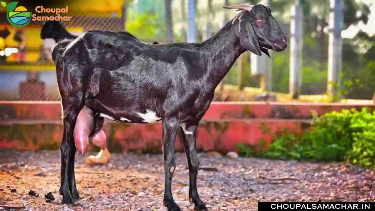 Best Goat Breed