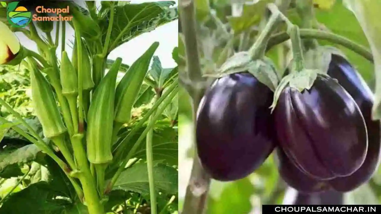 Vegetable Crops