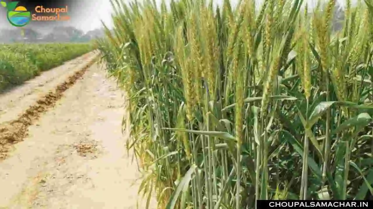 Advice To Protect Wheat