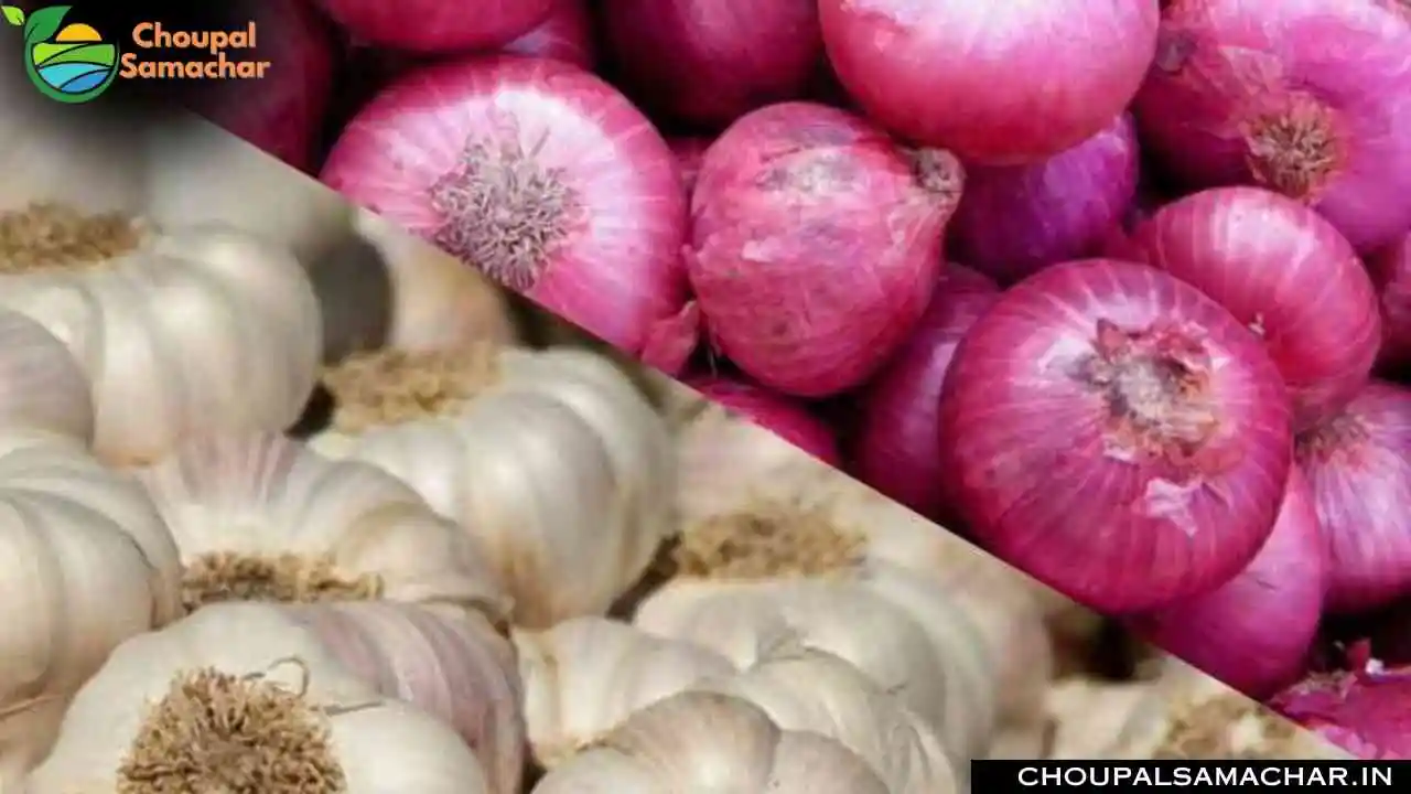Garlic Onion Price