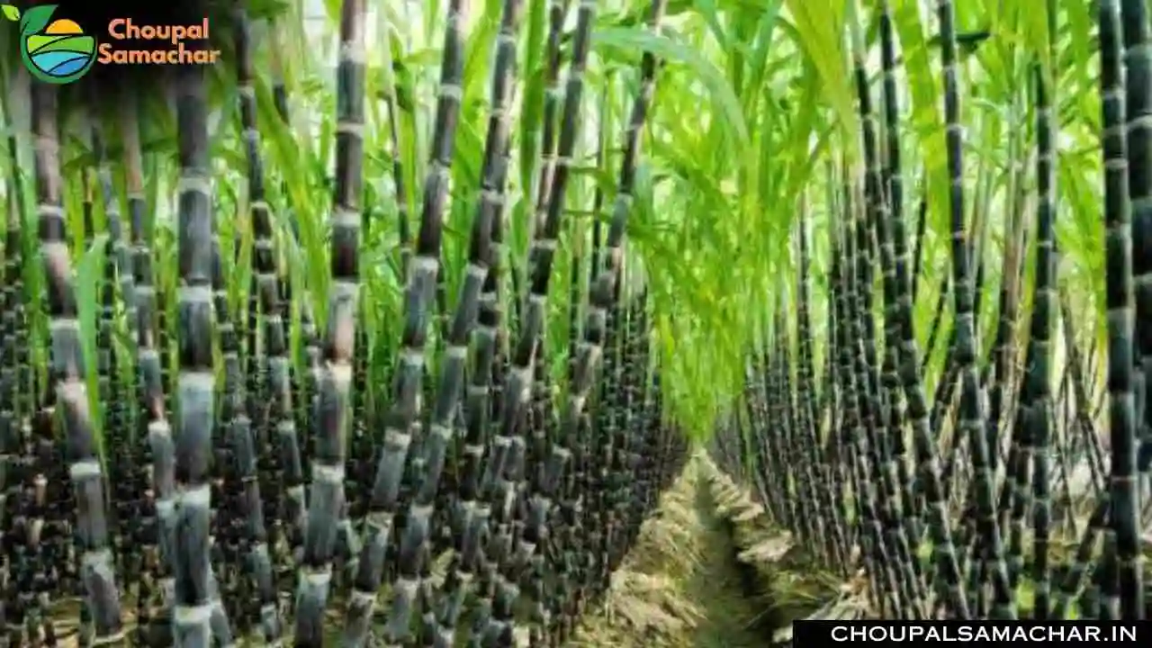 Sugarcane New Varieties
