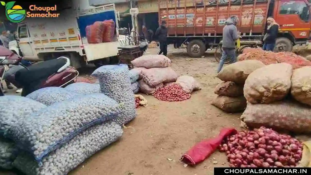 Mandi Price