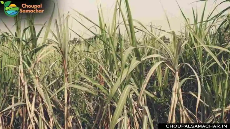 Top Sugarcane Variety