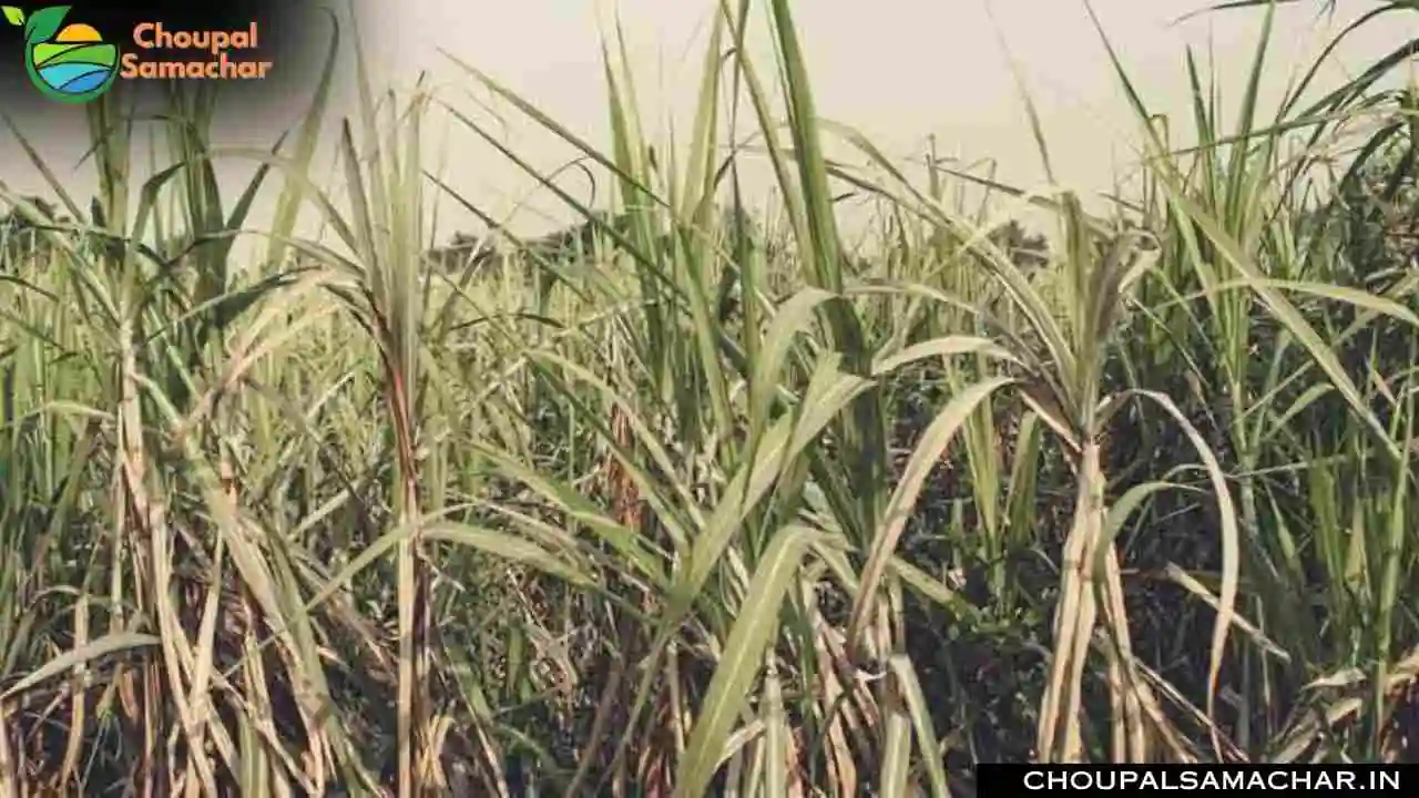 Top Sugarcane Variety