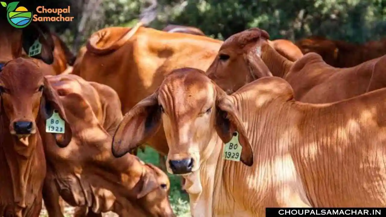 Dairy Subsidy Scheme