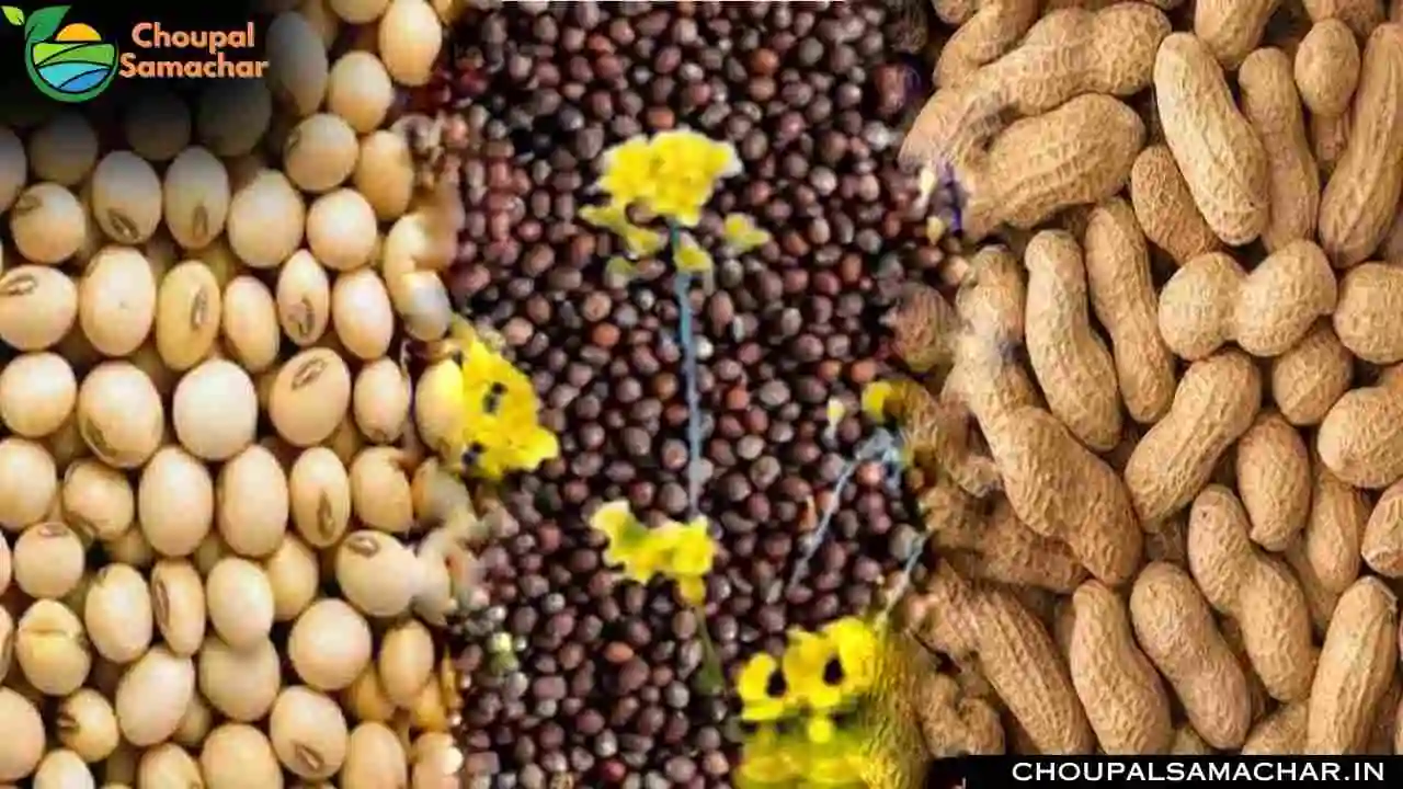 Oilseed Crop Prices