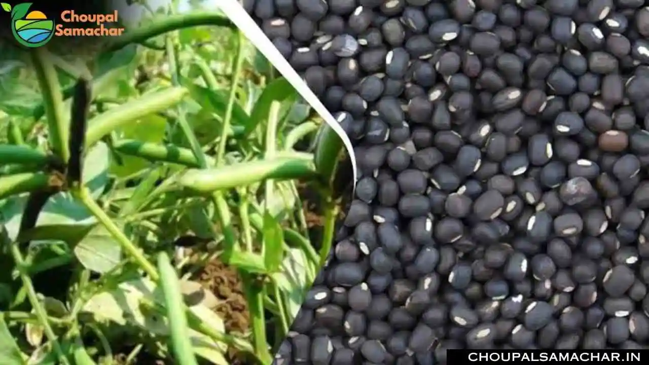 Urad Farming Pilot Project