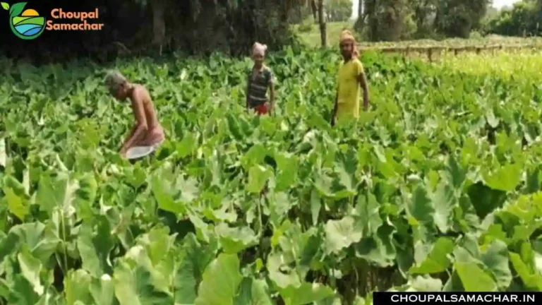 Vegetable Cultivation