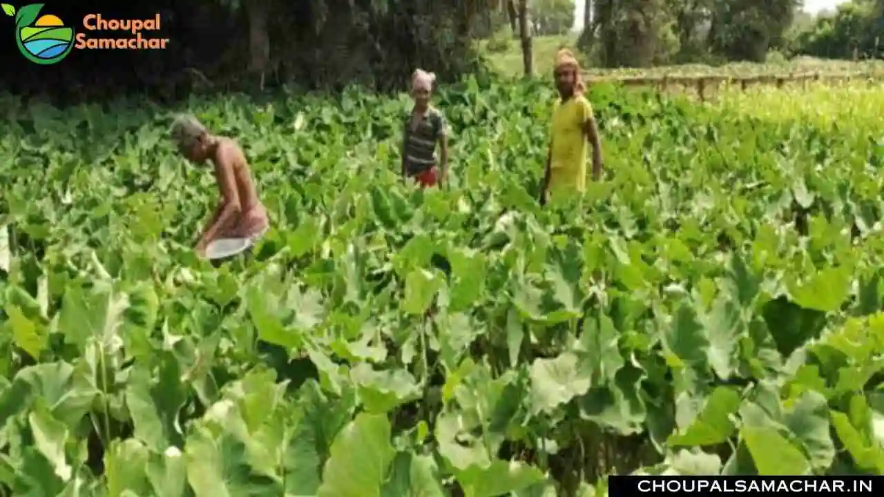 Vegetable Cultivation