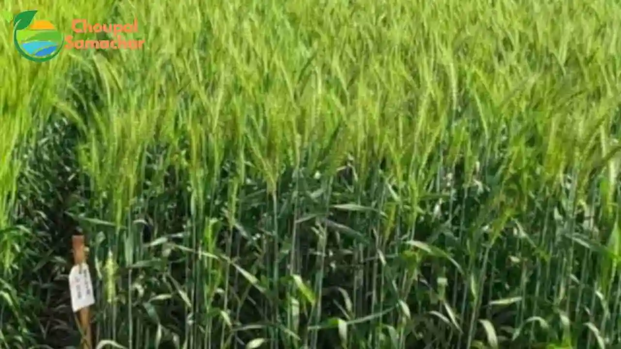 Wheat Farming Advise