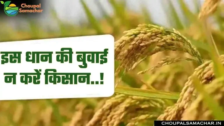 Paddy Variety