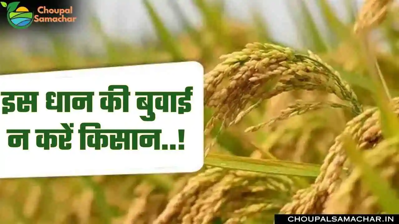 Paddy Variety