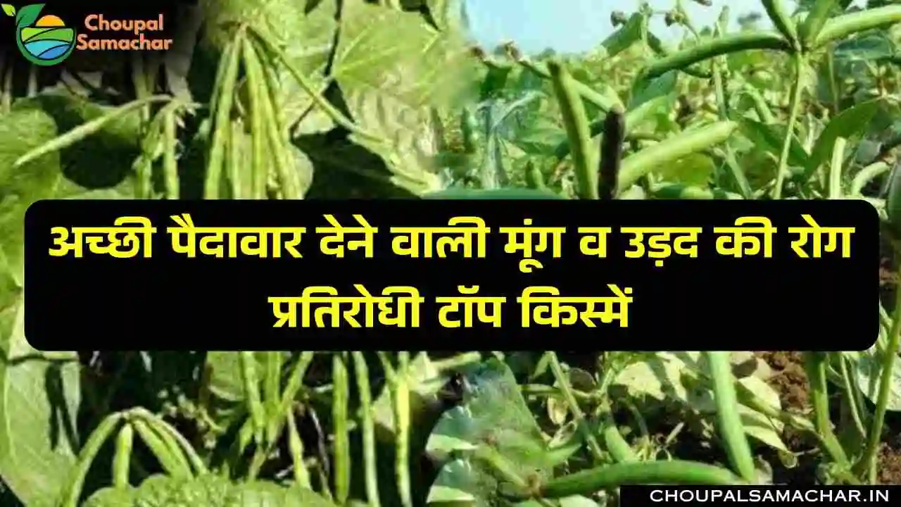 Moong Urad Farming