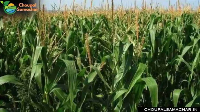Subsidy on Maize Crops