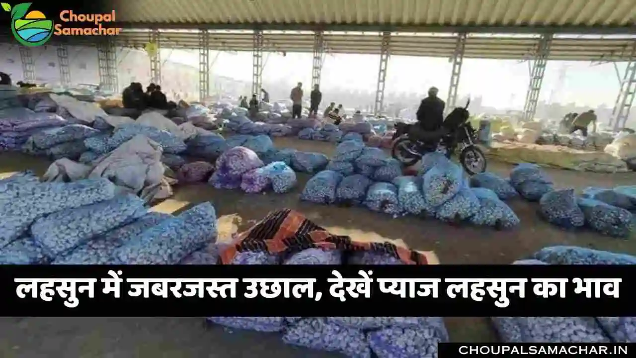 Garlic Onion Price