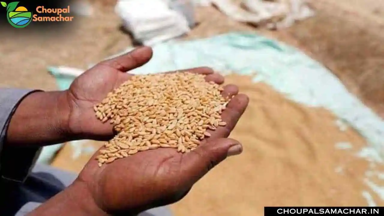 Wheat Purchase