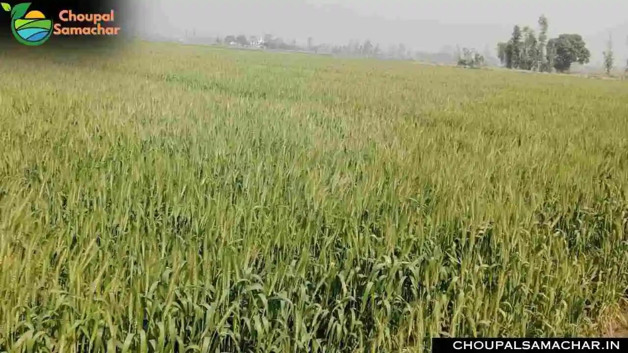 Rabi Crops