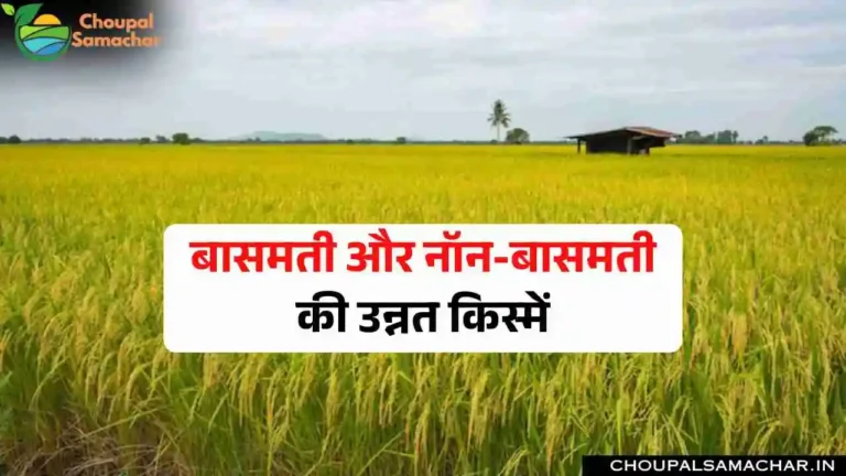Paddy Varieties
