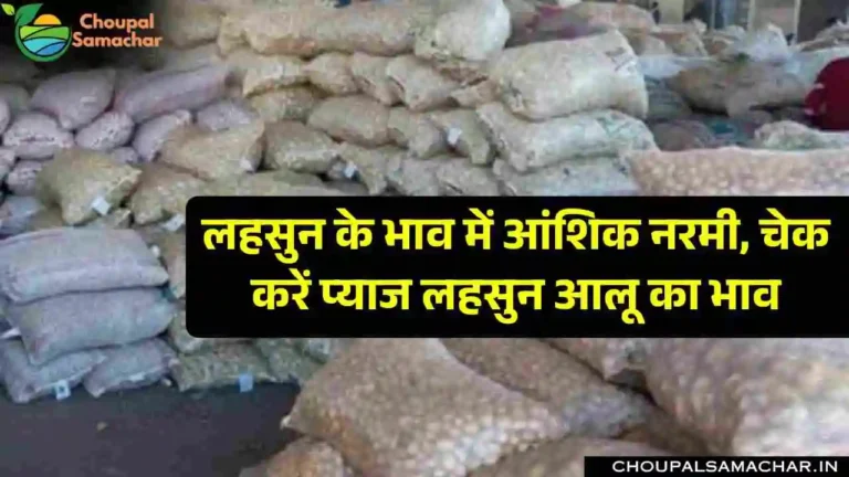 Onion Garlic Mandi Price