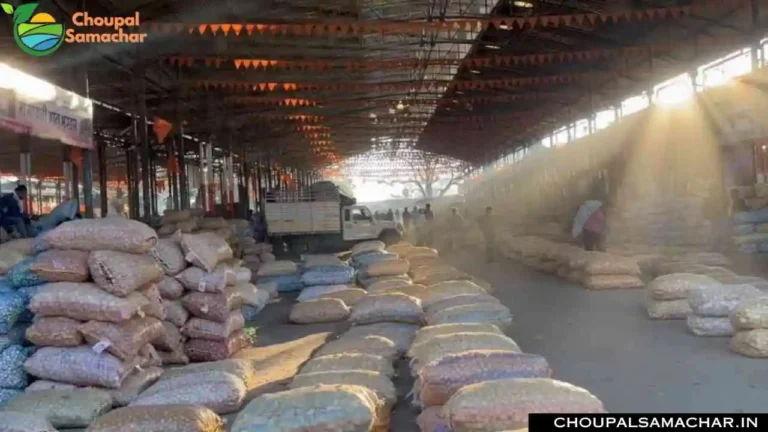 Onion Garlic Mandi Price