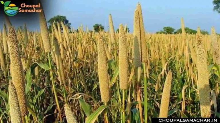 Top Millet Varieties