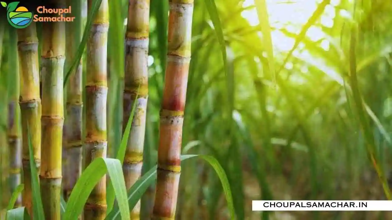 Sugarcane Two Varieties