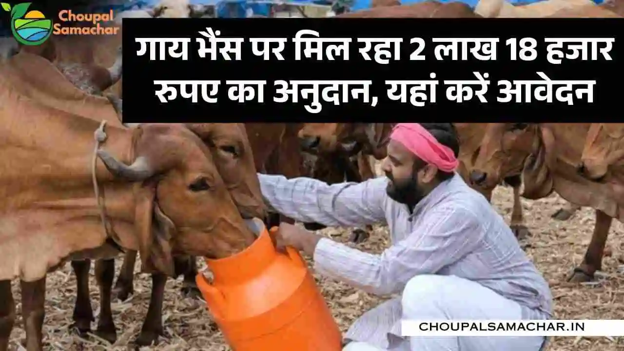 Dairy Animal Scheme