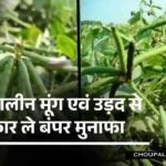 Summer Moong Farming