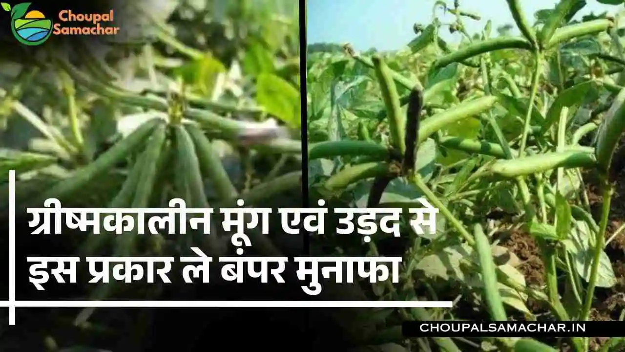 Summer Moong Farming