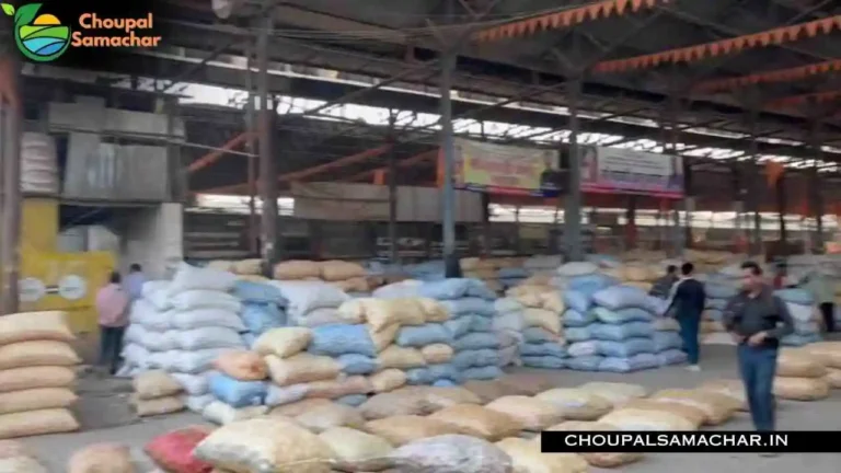 Onion Garlic Mandi Price