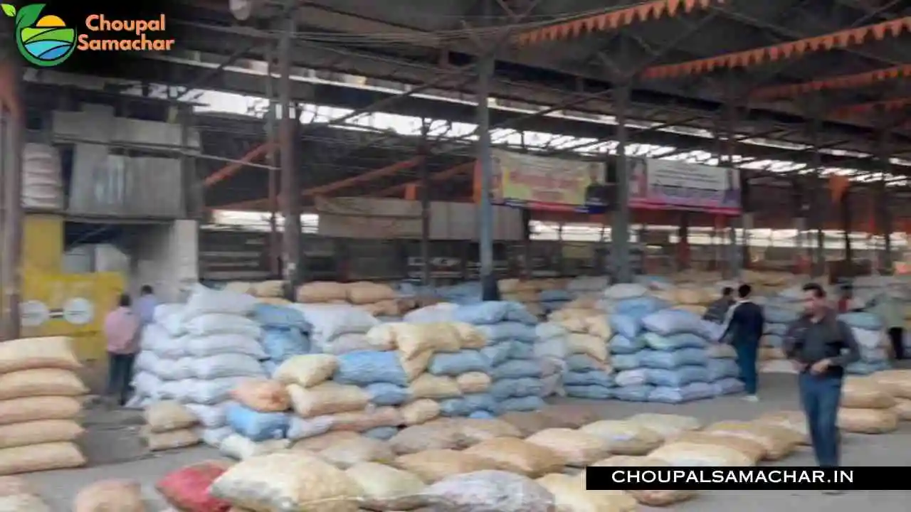 Onion Garlic Mandi Price