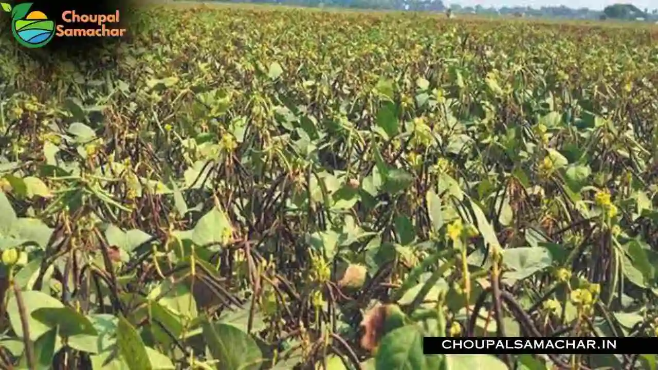 Mung Cultivation