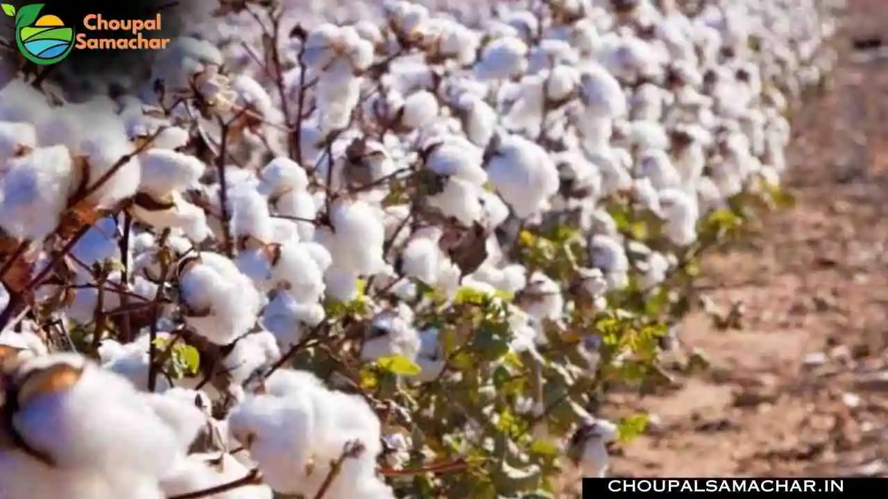Cotton Scheme