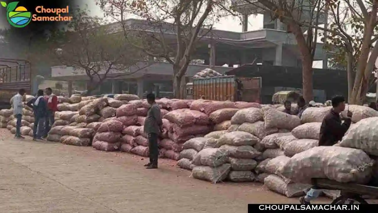 Onion Garlic Price