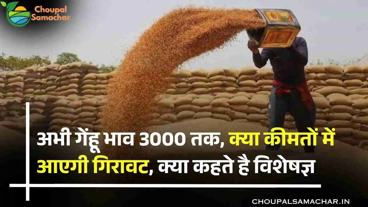 Wheat Mandi Price